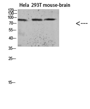 Tau (Acetyl Lys174) antibody