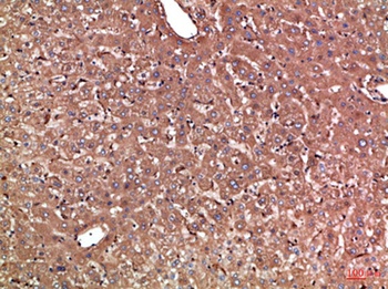 Haptoglobin rabbit pAb