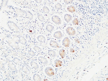 Ob rabbit pAb Antibody