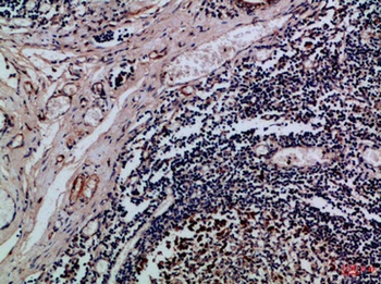 Integrin αE rabbit pAb