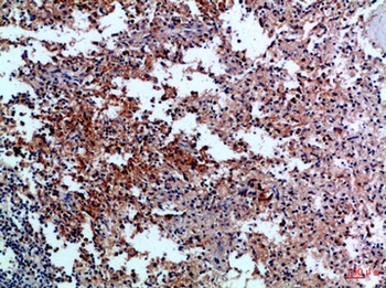 CD42c rabbit pAb