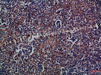 CD300a antibody