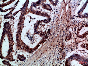 FAS-L antibody