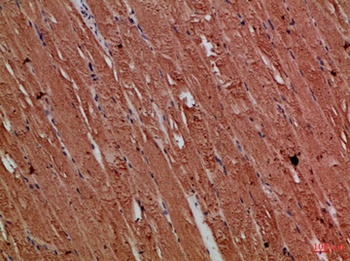 CNPY3 rabbit pAb Antibody