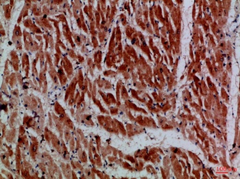 MYH6 antibody