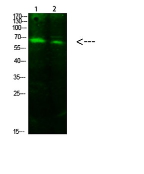 ACSS1 (Acetyl-K642) antibody