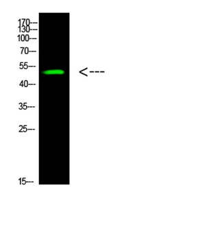 p53 (Acetyl-K305) antibody