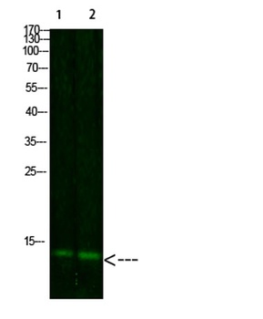 TRX antibody