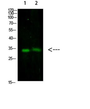 TNFAIP8L3 antibody