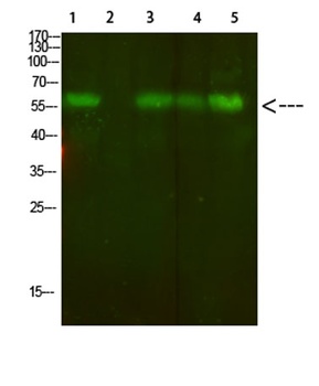 AVP Receptor V2 rabbit pAb