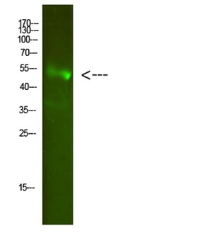 FA2H antibody