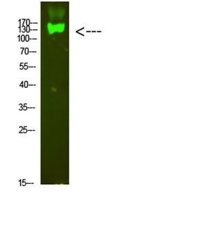 Integrin β7 rabbit pAb