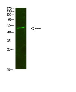 Smad1/5/9 antibody