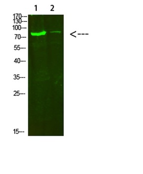 COL8A2 antibody
