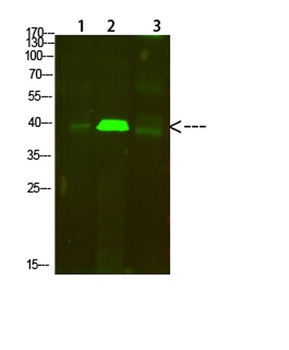 Tropomyosin α rabbit pAb