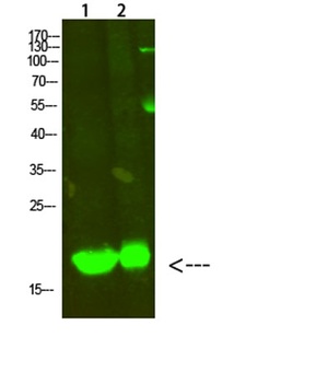 MYL2 rabbit pAb