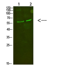 C8 α rabbit pAb Antibody