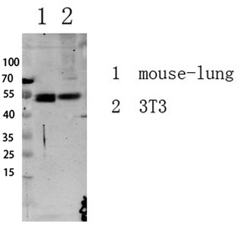 Smad3 (Phospho-Ser213) antibody