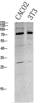 Tau (Phospho-Ser396) antibody