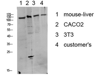 DDR1 (Phospho-Tyr513) antibody