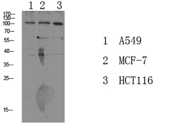 Na+/K+-ATPase alpha 1 (Phospho-Tyr260) antibody