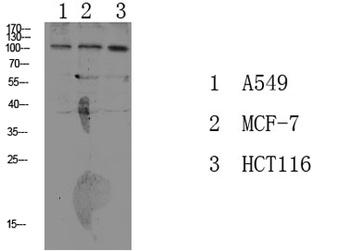 Na+/K+-ATPase α1 (Phospho-Tyr260) rabbit pAb