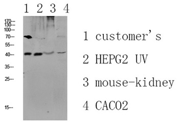 CCR5 rabbit pAb