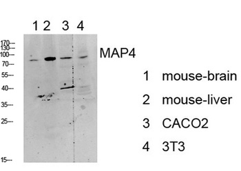 MAP4 rabbit pAb