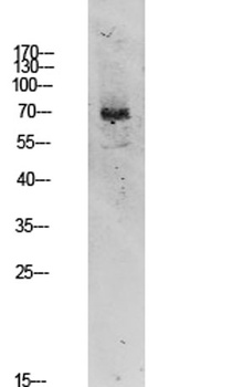 TIF-IA rabbit pAb