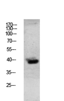 Granzyme B antibody