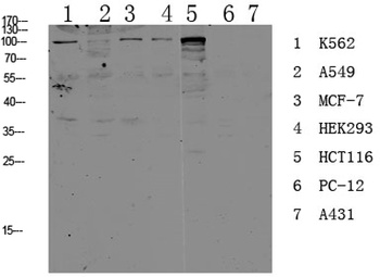 Cadherin-17 antibody