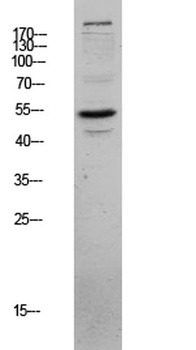 CLUS antibody