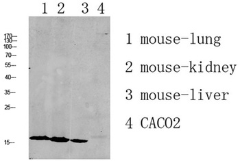 RPL35 rabbit pAb