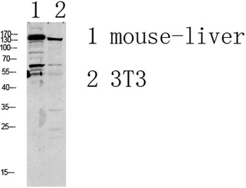 GRIN2D antibody