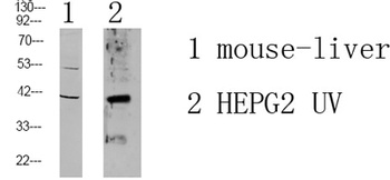 MOT4 rabbit pAb Antibody