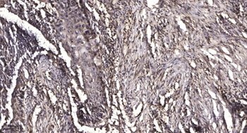 MOT4 rabbit pAb Antibody