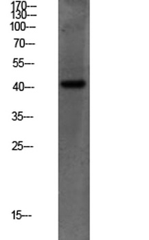 PEX14 rabbit pAb