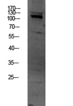 OGT rabbit pAb Antibody