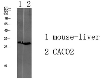Tmem72 rabbit pAb