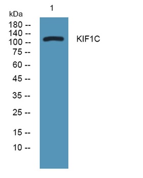 KIF1C rabbit pAb