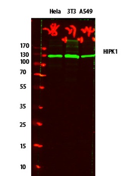 HIPK1 rabbit pAb