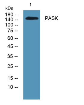 PASK antibody