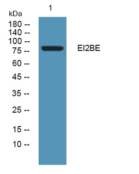 EI2BE rabbit pAb Antibody