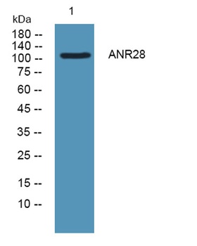 ANR28 rabbit pAb Antibody