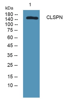 CLSPN rabbit pAb