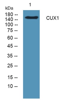 CUX1 rabbit pAb