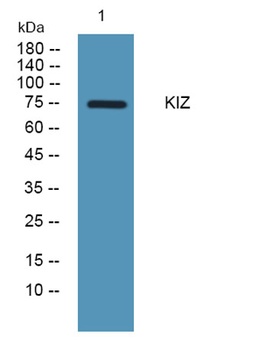 KIZ antibody