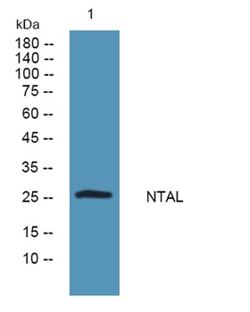 NTAL antibody