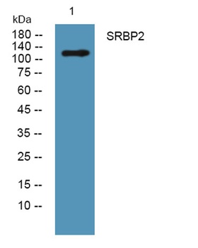 SRBP2 rabbit pAb