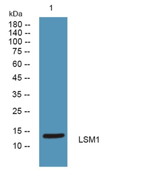 LSM1 antibody